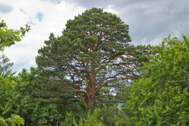 istock Large and tall pine along with other trees on a Sunny day. 1164449840