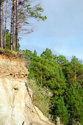 The edge of a clay cliff near the pine taiga forest of Yakutia with layers of earth against the sky.