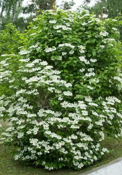 Viburnum lantana bush with white flowers in springtime