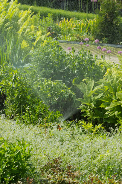 istock Lawn with flowers and plants watered automatically 1164449979