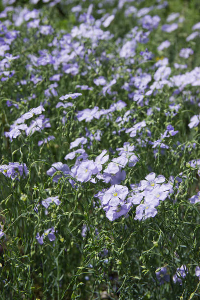 istock Flax (Linum usitatissimum) flowers, close up shot, local focus. 1164451059