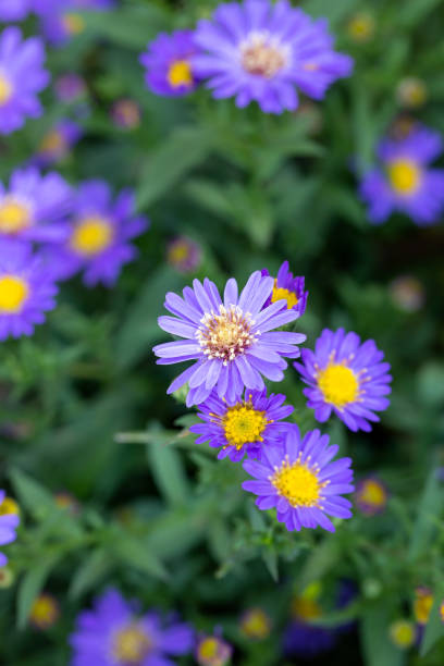 istock Aster novi-belgii blooming in autumn 1164451104