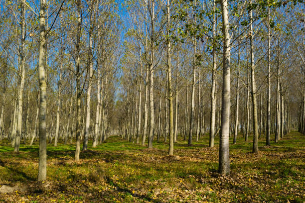 istock Poplar plantation at october 1164460172