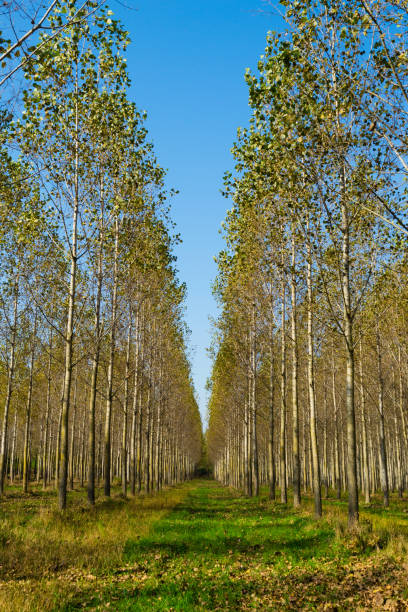 istock Poplar plantation at october 1164460443