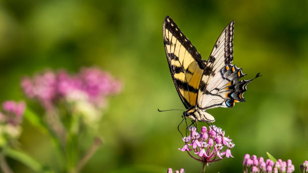 istock Tiger Swallowtail butterfly on flowering water plant 1164461182