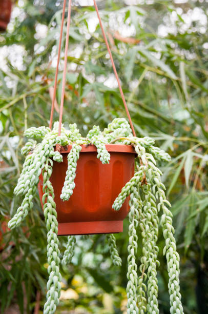 istock Plant in flower pot (Sedum morganianum E. Walther) 1164461311