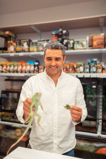 istock Man owning pet shop feeding iguana with lettuce 1164461552