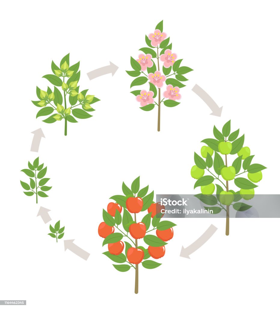 Apple tree growth stages. Vector illustration. Ripening period progression. Fruit tree life cycle animation plant seedling. Apple increase phases. Apple tree growth stages. Ripening period progression. Fruit tree life cycle animation plant seedling. Apple increase phases. Flat vector color Illustration clipart. On white background. Malus sylvestris. Apple - Fruit stock vector