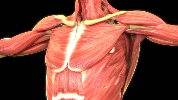 istock Human Body Muscular System Anatomy 1164462353
