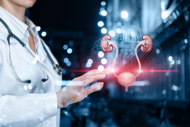istock The doctor scans the urinary system . 1164464391