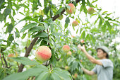 桃を摘む農家