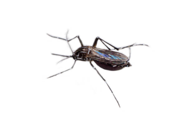 istock mosquitoes isolated in white background 1164469012