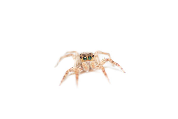 istock Macro of spider isolated 1164469840