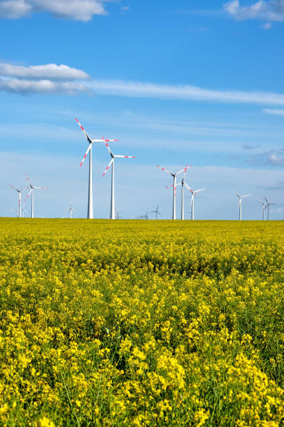 istock Wind turbines in a flowering canola field 1164472986
