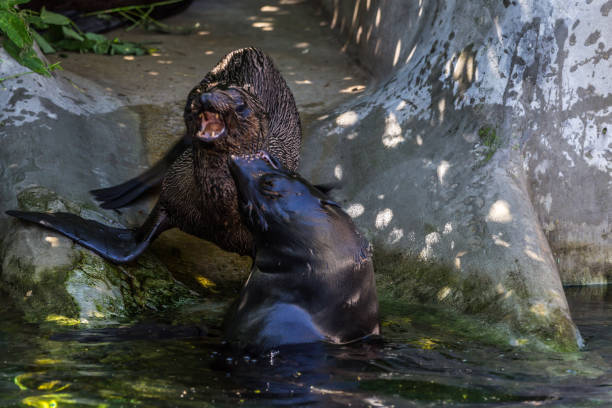 Two Northern Fur Seals Playing In The Water Animals Of Ocean And Sea Funny Animals Of The World Stock Photo - Download Image Now - iStock Two Northern Fur Seals Playing In The Water Animals Of Ocean And Sea Funny Animals Of The World Stock Photo - Download Image Now - iStock