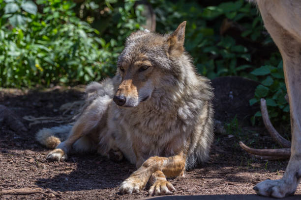 istock Gray wolf (timber wolf) lying on the grass. Eurasian animals. 1164473373