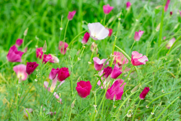 エシュコルツィアカリフォルニカやポピーカーマインキングは、開花ハーブです。カリフォルニアのシンボル - poppy field flower california golden poppy ストックフォトと画像