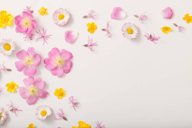 istock summer flowers on white background 1164474338