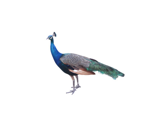 istock Single colorful young peacock isolated on white background 1164474456