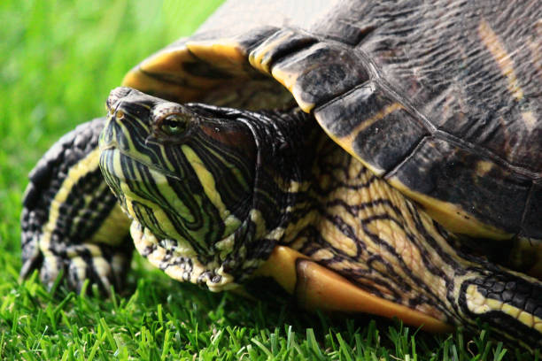 istock The behavior of the red ear slider turtle 1164475108