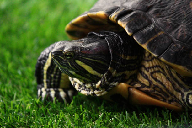 istock The behavior of the red ear slider turtle 1164475111