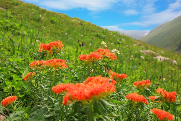 Flowers Rhodiola rosea (Golden root) in the Tian Shan mountains, Kazakhstan