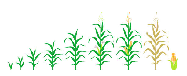 トウモロコシの成長のサイクル。白い背景に孤立したトウモロコシ - corn on the cob corn corn crop white background点のイラスト素材／クリップアート素材／マンガ素材／アイコン素材