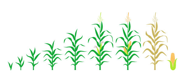 ilustrações de stock, clip art, desenhos animados e ícones de cycle of growth of a corn. isolated corn on white background - crop