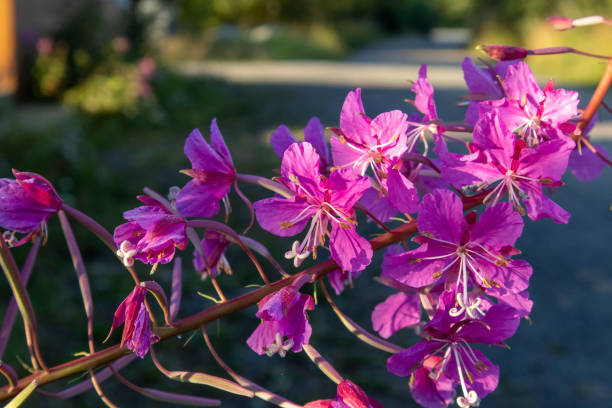 istock Chamaenerion angustifolium, rosebay willowherb flowers 1164479505