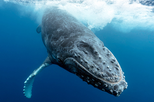 A humpback whale splashes down after breaching as seen from underwater