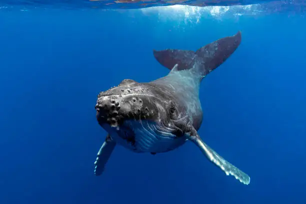 A humpback whale calf in blue water swims towards the viewer
