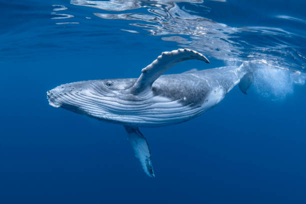 Young Humpback Whale In Blue Water A baby humpback whale swims near the surface in blue water french overseas territory photos stock pictures, royalty-free photos & images