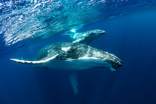 A humpback whale mother and calf swim close to the surface in blue water