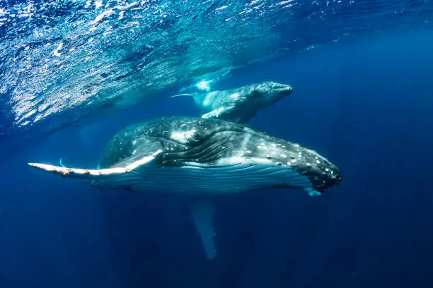 Photo of Humpback Whale Mother and Calf in Blue Water