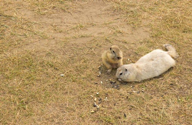 two gophers eat sunflower seeds together on the lawn