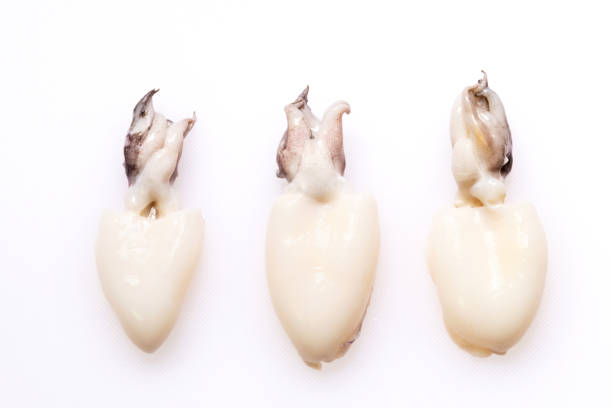 tres cuttlefish crudos o cuttlefish rainbow aislados sobre fondo blanco. - sepia fotografías e imágenes de stock
