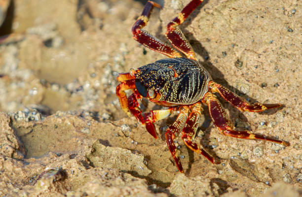 istock colorful crab waiting for the tide 1164483310