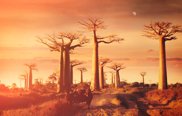 Giant trees on Avenue of the baobabs at sunset in Madagascar