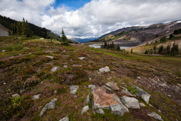 istock Taylor Meadow in summer, BC, Canada 1164485327