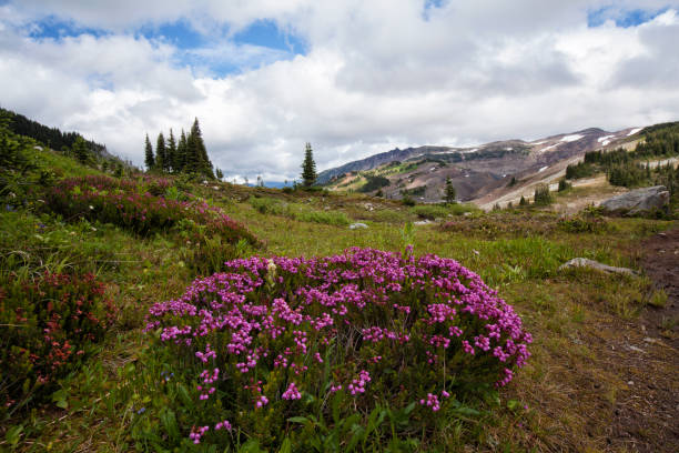 istock Taylor Meadow in summer, BC, Canada 1164485342