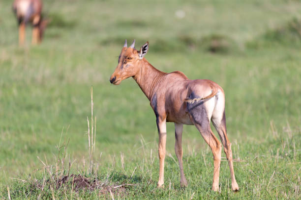 antílope topi en la sabana keniana en medio del paisaje de hierba - masai mara national reserve masai mara topi antelope fotografías e imágenes de stock