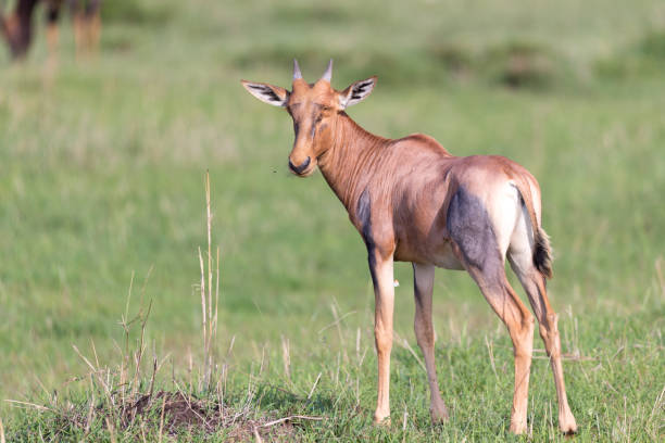 antílope topi en la sabana keniana en medio del paisaje de hierba - masai mara national reserve masai mara topi antelope fotografías e imágenes de stock