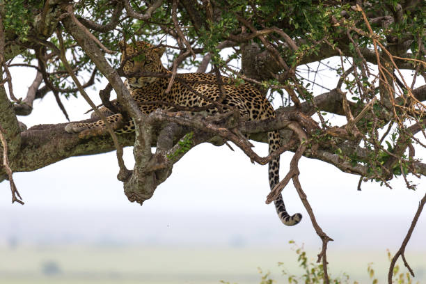 istock A leopard has settled comfortably between the branches of a tree to rest 1164487422