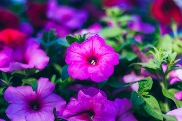 flower, nature, white, green, plant, background, blossom, garden, beauty, natural, season, floral, flora, grass, outdoor, color, field, meadow, leaf, fresh, day, blooming, purple, red, morning glory, trumpet, full shop, spring, wallpaper, cell phone, desktop, wrapping paper, gorgeous, beautiful, green leaves, summer, love, calm, lovers