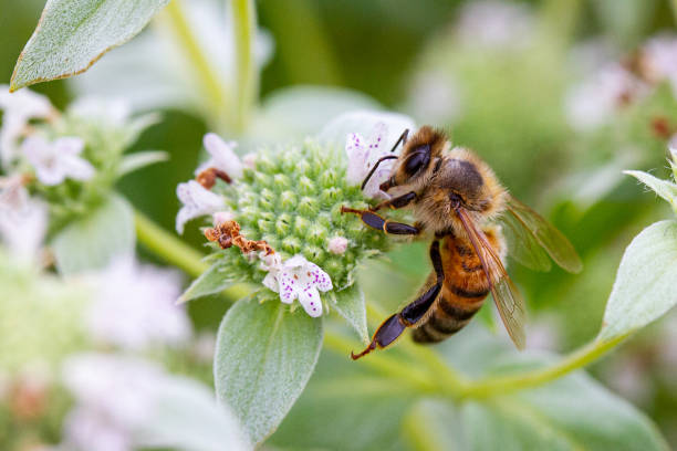 Bee drinking nectar from a flower stock photo