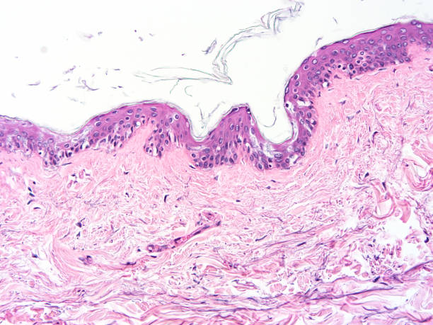 istock histology of human tissue 1164488823
