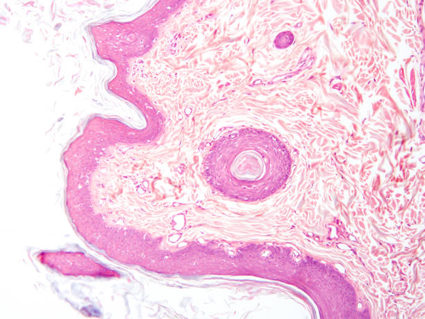 istock histology of human tissue 1164489060