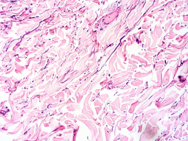istock histology of human tissue 1164489203