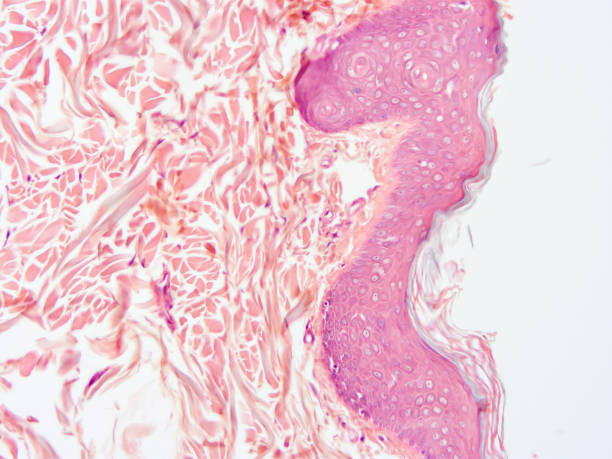 istock histology of human tissue 1164489321
