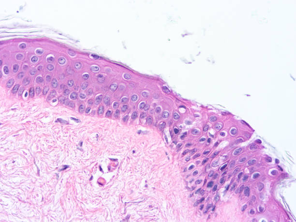 istock histology of human tissue 1164489422